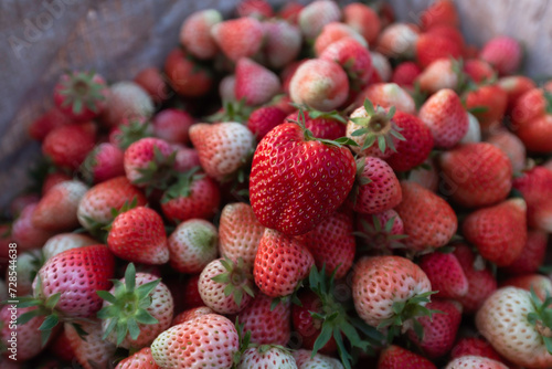 Strawberry farm Ban Nor Lae, Doi Ang Khang, Chiang Mai, Thailand