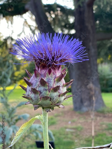 thistle in bloom