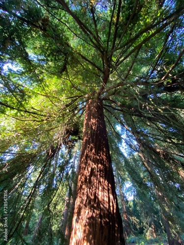 green pine tree
