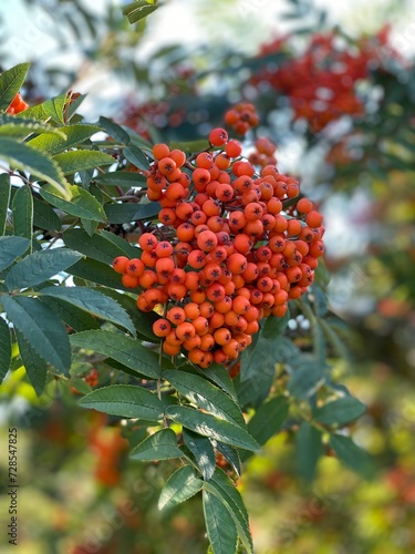 Rowan tree 