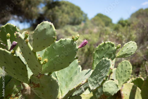 Kaktus mit lilafarbener Bl  te 
