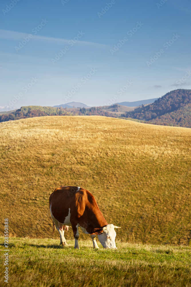 Brown color cow grazes on green grass free of pesticides in mountain meadow on sunny day in Carpathian Mountains, Paltinis, Romania