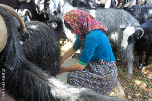Nomadic life. Anatolian woman milking goats.