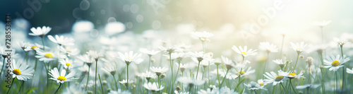  flowers of the day fresh daisies, in the style of bokeh panorama