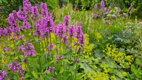 In the heart of the dense forest  a vibrant field emerges  carpeted with a sea of mesmerizing purple blooms.