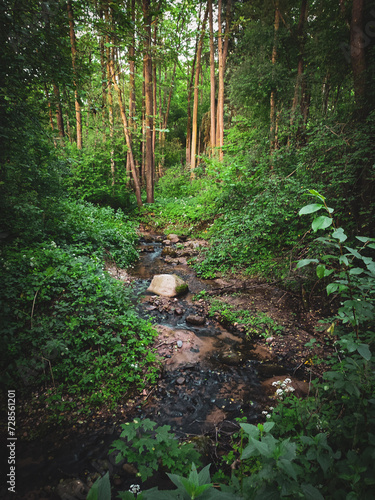 path in the forest