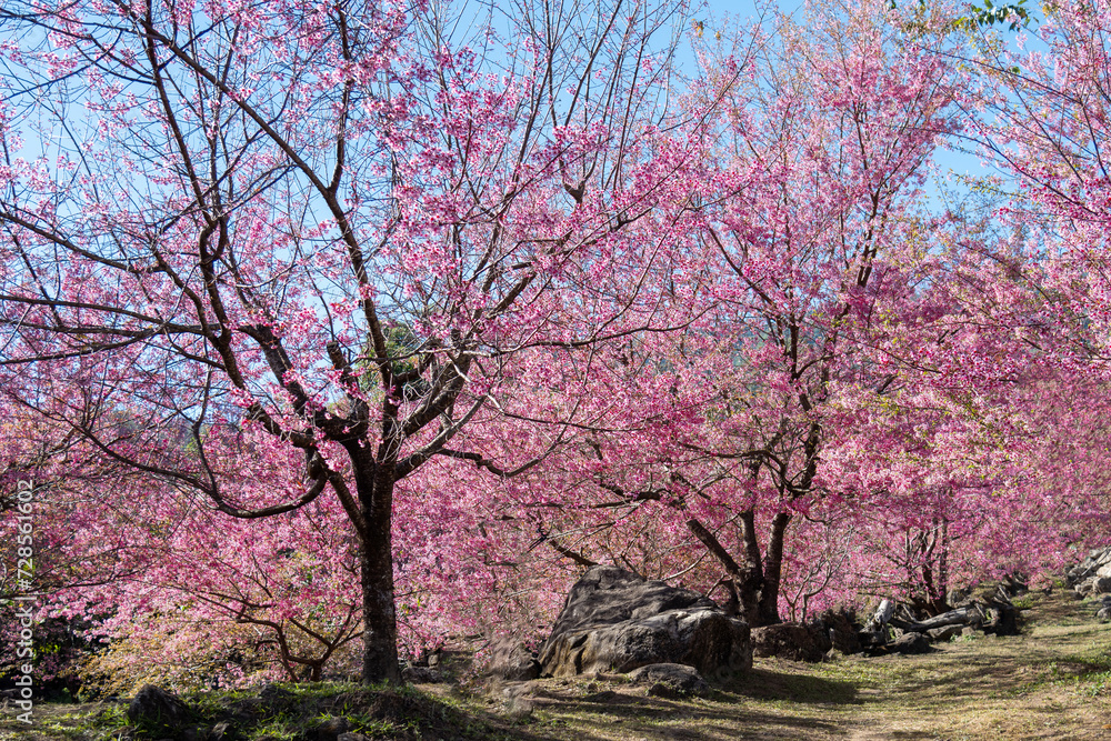 Beautiful landscape of Pink cherry blossoms tree garden in the morning on Doi Khun Wang, Chiang Mai, Thailand