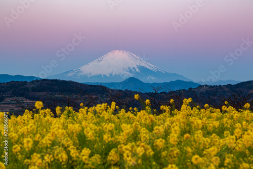 夜明けの二宮町吾妻山公園から菜の花畑と冠雪富士山