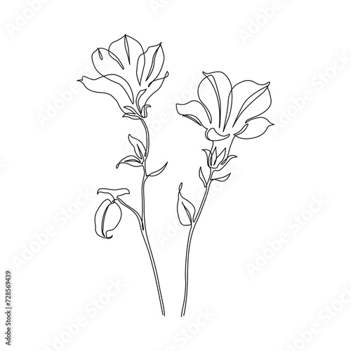 Bellflower continuous line art drawing style. Wild flowers line sketch.