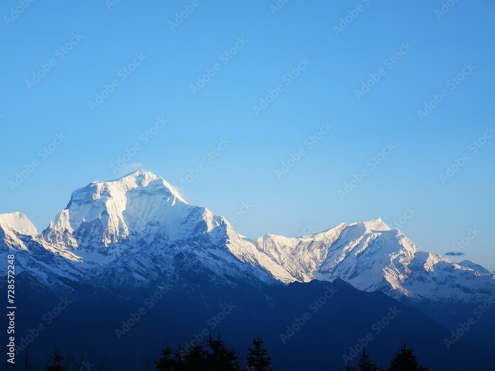 A majestic snow-capped mountain stands tall, while a dense forest of evergreen trees blankets the foreground.