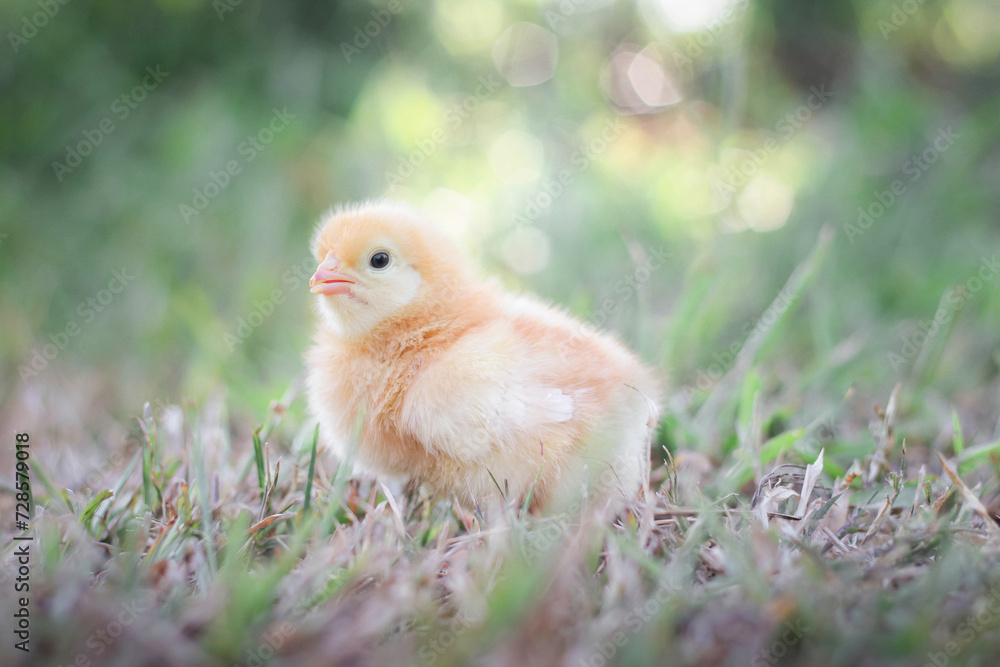 A chicken baby in the garden A chicken baby in the garden