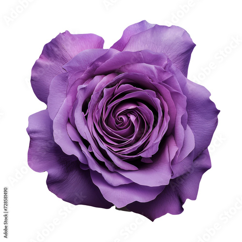 Purple rose. Beautiful single pink rose isolated on transparent background.