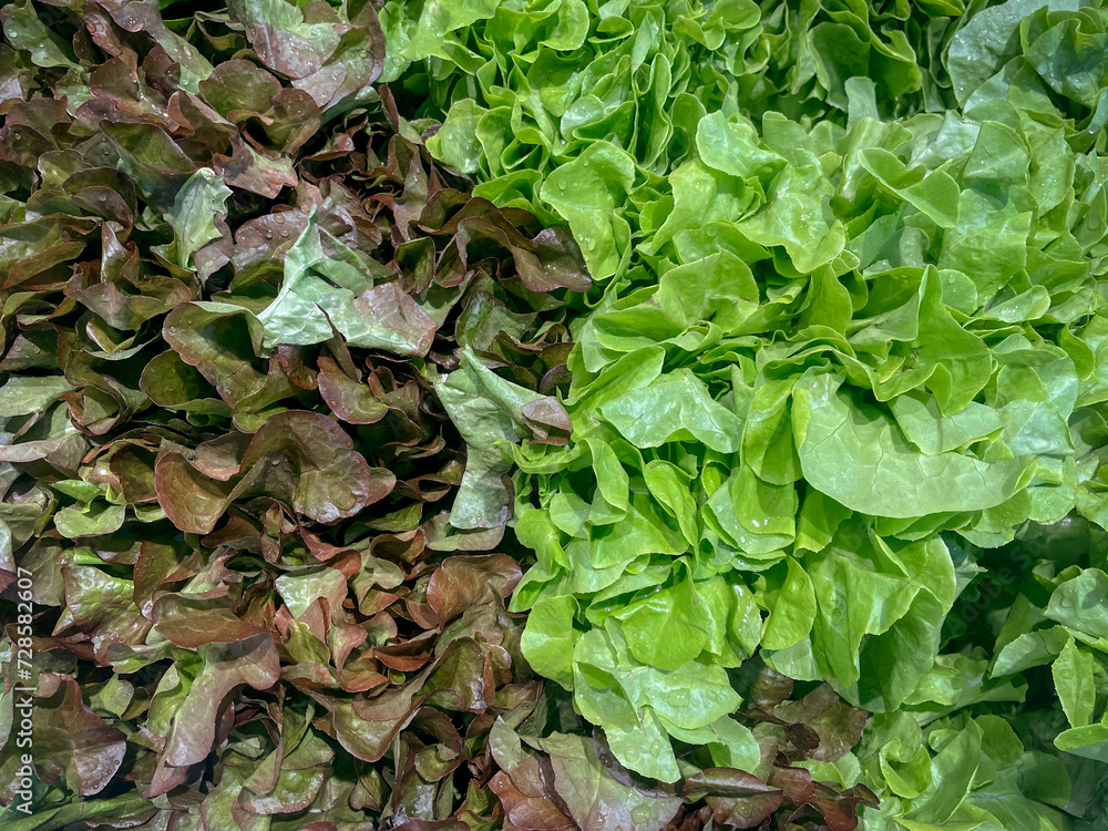 Lettuce or lettuce, Green salad leaves background Lettuce or lettuce, Green salad leaves background