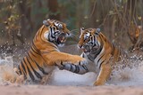 Two powerful big cats, a bengal tiger and a siberian tiger, fiercely battle in the water, their mammalian instincts and primal ferocity on full display in the wild outdoors
