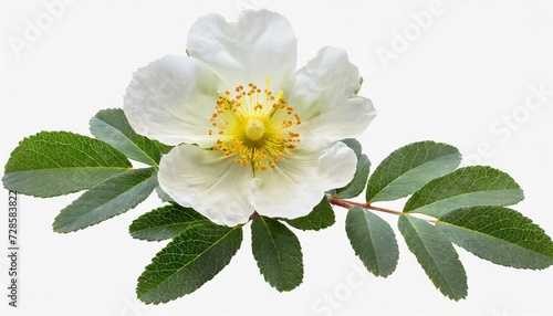 labdanum or gum rockrose flower isolated transparent png cistus ladanifer photo