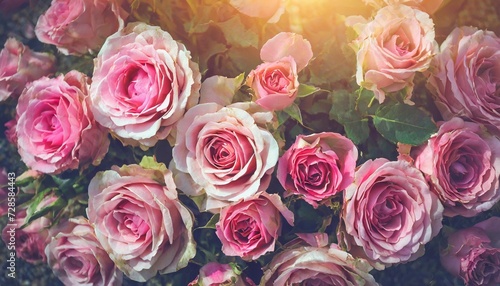 background of pink vintage roses