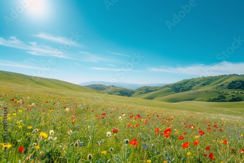 Vibrant Field of Wildflowers With Blue Sky in Background