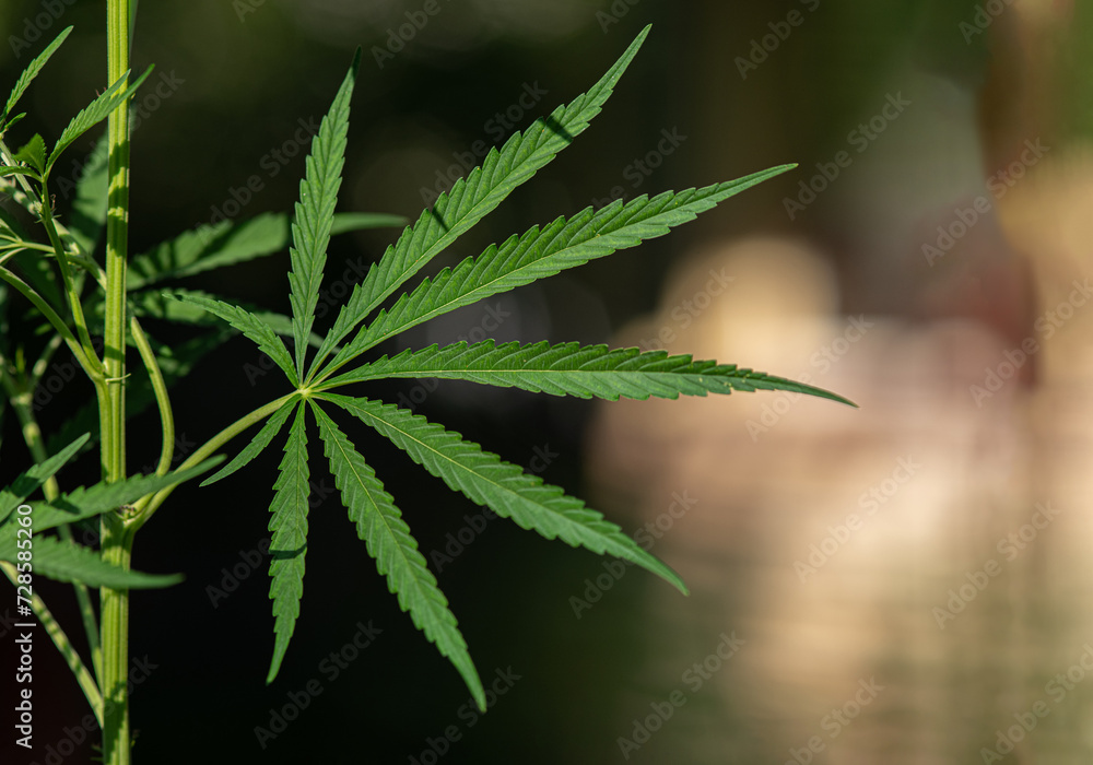 A leaf of cannabis on a blurred natural background. Selective focus. A leaf of cannabis on a blurred natural background. Selective focus.