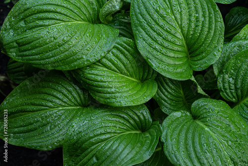 Drops of water on hosta leaves after rain. Selective focus.