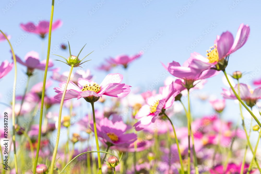 Field of cosmos flowers with blue sky on shiny day