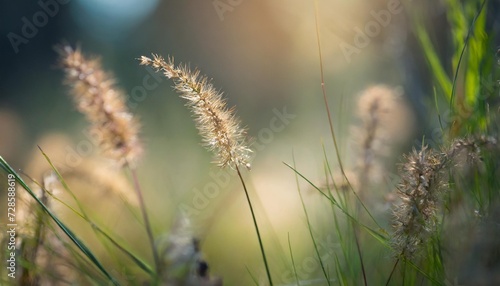 wild grasses in a forest macro image shallow depth of field abstract nature background © Kendrick