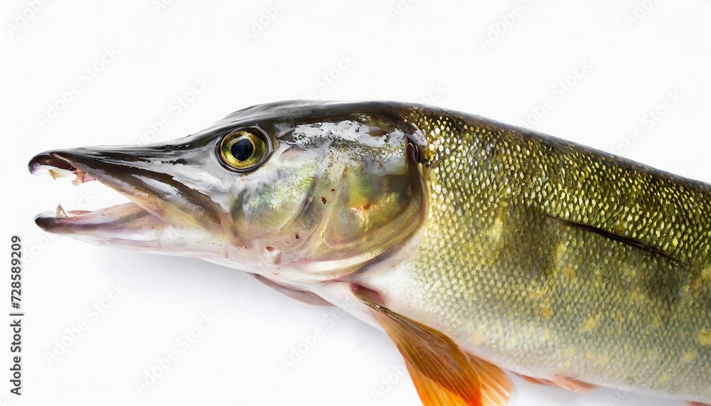 pike perch river fish on white background pike perch river fish on white background