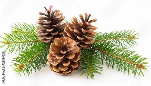 fir tree branch and cones isolated