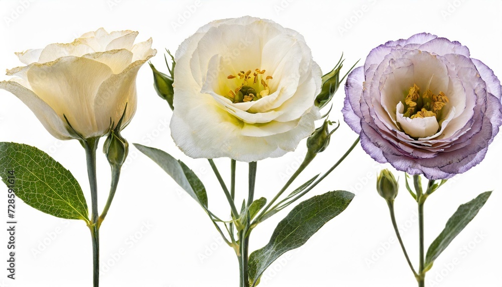 pressed and dried eustoma bush lisianthus with delicate transparent flowers isolated on white background for use in scrapbooking floristry or herbarium pressed and dried eustoma bush lisianthus with delicate transparent flowers isolated on white background for use in scrapbooking floristry or herbarium