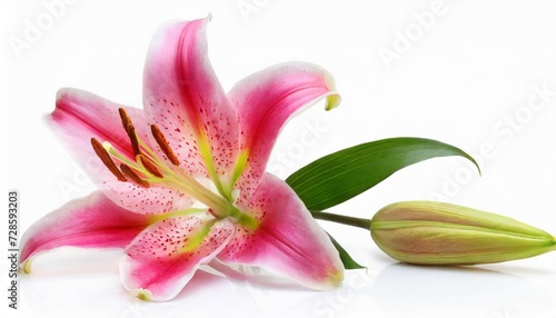 wonderful pink lily with a bud isolated on white background including clipping path without shade