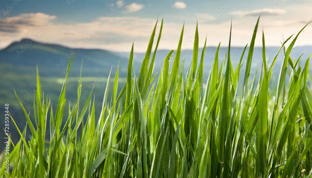 long blades of green grass over white background