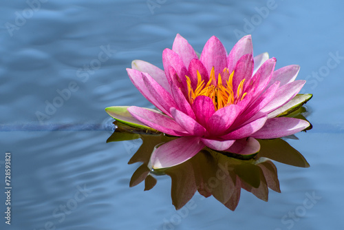 pink water lilies