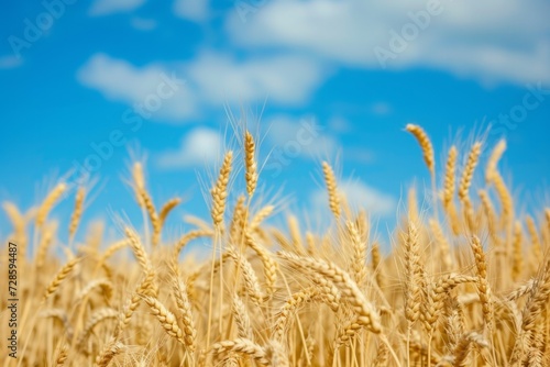 Golden Wheat Field Under Blue Sky