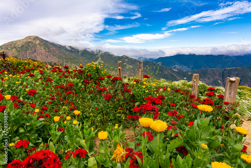 Fototapeta Naklejka Na Ścianę i Meble -  A stunning display of colorful flowers against a scenic mountain backdrop, captured on a bright sunny day. At Northern Blossom Flower Farm in Atok, Benguet, Philippines.
