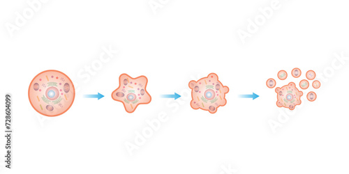 Apoptosis. Programmed cell death. Aging process in cells. Stages of apoptosis, normal cell, shrinkage, membrane blebbing, cell breaks into apoptotic bodies and phagocytosis. vector illustration.