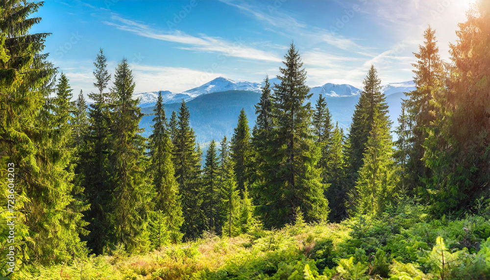 Healthy green trees in a forest of old spruce