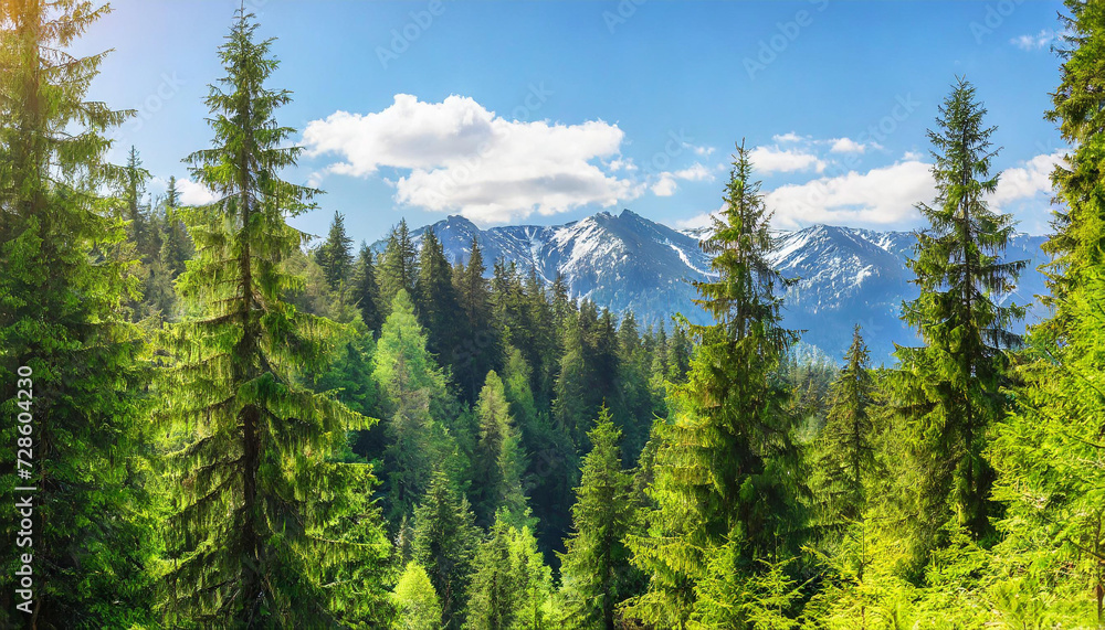 Healthy green trees in a forest of old spruce