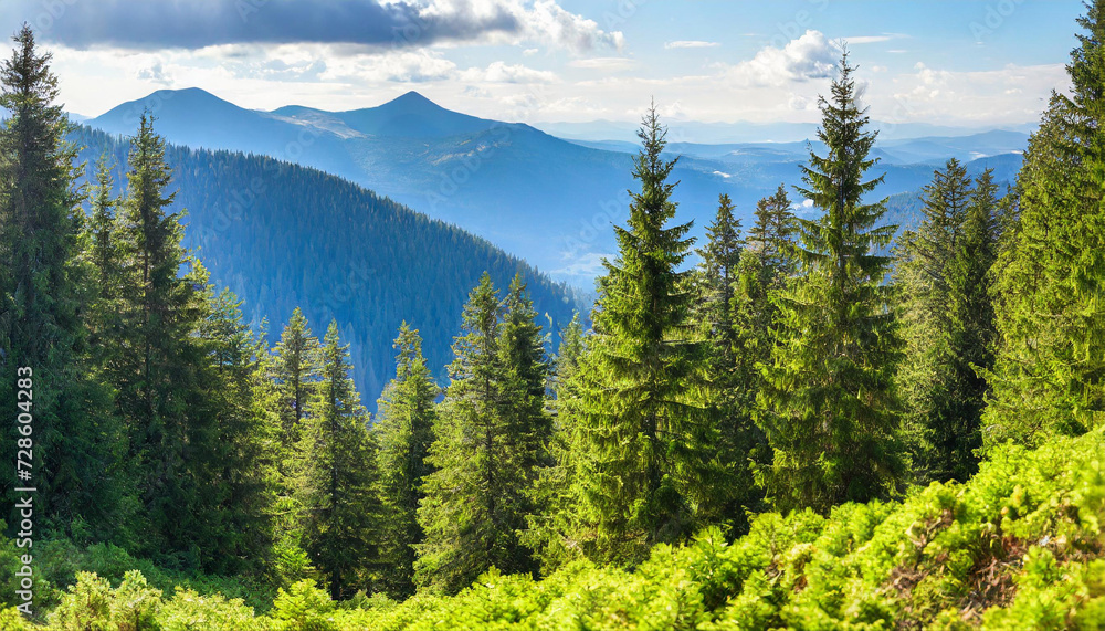 Healthy green trees in a forest of old spruce