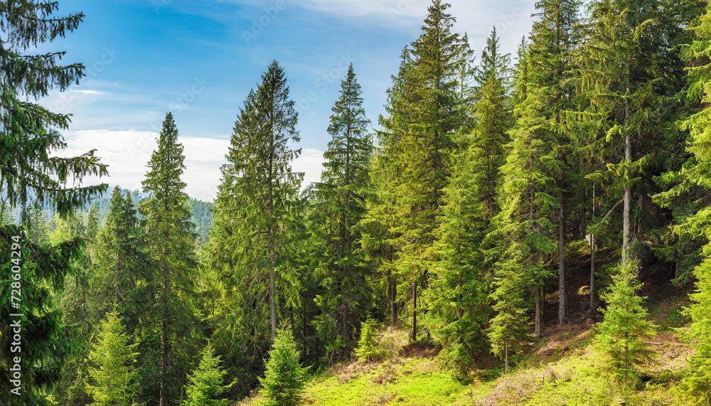 Healthy green trees in a forest of old spruce Healthy green trees in a forest of old spruce