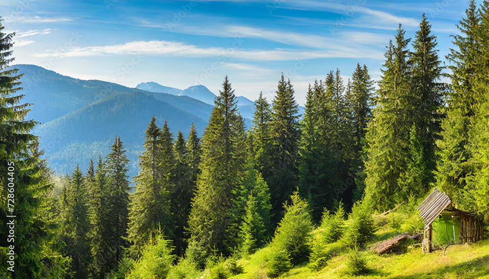 Healthy green trees in a forest of old spruce Healthy green trees in a forest of old spruce