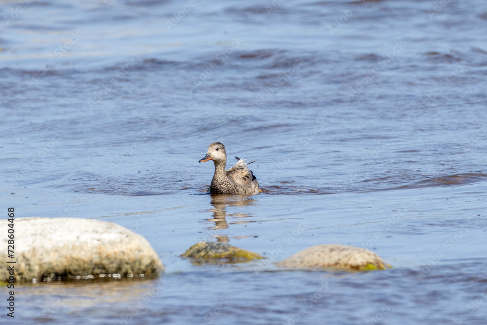 Fototapeta premium Gadwall swimming in the Baltic Sea