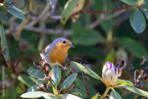 Robin in a rhododendron bush