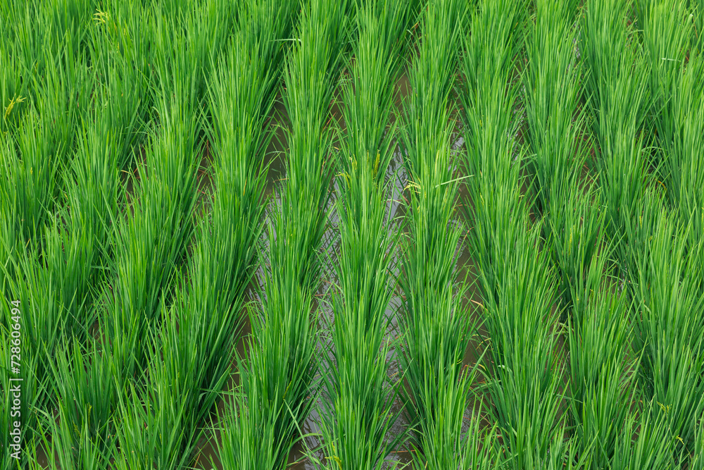 Green fresh paddy field background Green fresh paddy field background