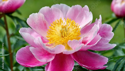 a simple pink peony with a yellow center in the garden on a day