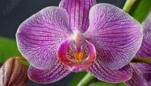 macro of purple orchid flower