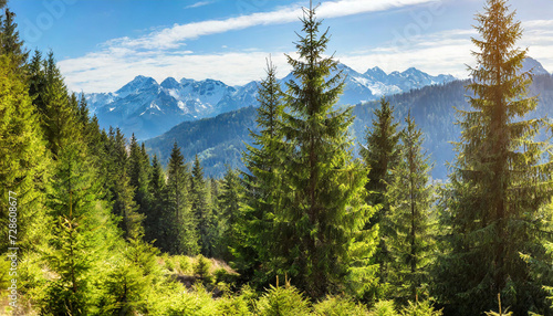 Healthy green trees in a forest of old spruce, fir and pine trees in wilderness of a national park, lit by bright yellow sunlight. Sustainable industry, ecosystem and healthy environment concepts