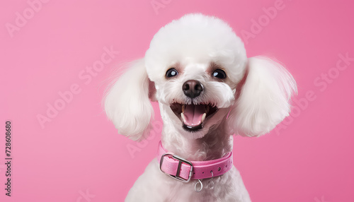 Cute white dog with collar on pink photo
