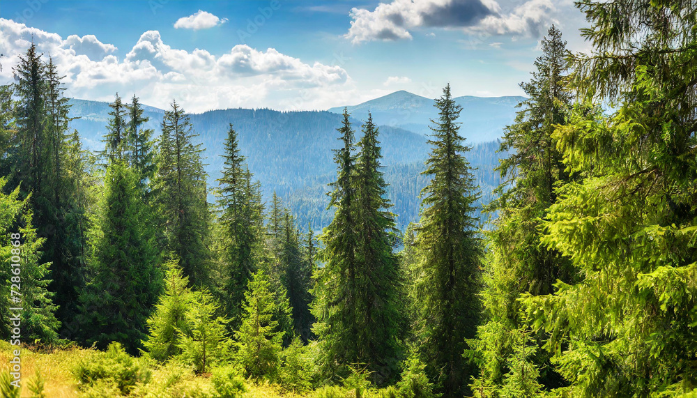 Healthy green trees in a forest of old spruce, fir and pine trees in wilderness of a national park. Sustainable industry, ecosystem and healthy environment concepts and background.. High quality Healthy green trees in a forest of old spruce, fir and pine trees in wilderness of a national park. Sustainable industry, ecosystem and healthy environment concepts and background.. High quality