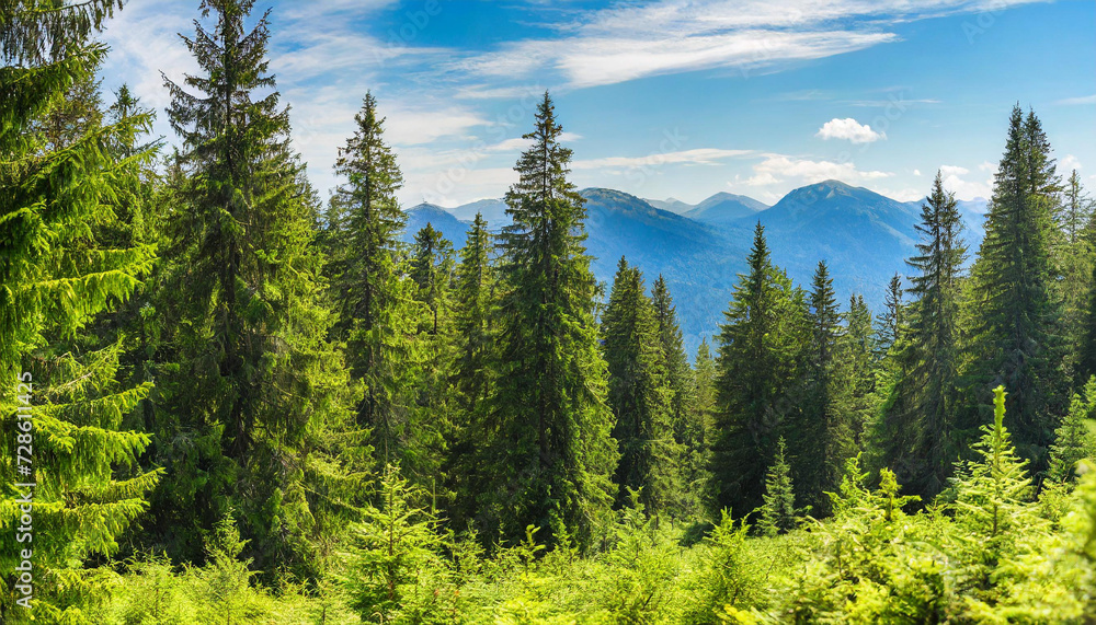 Healthy green trees in a forest of old spruce, fir and pine trees in wilderness of a national park. Sustainable industry, ecosystem and healthy environment concepts and background.. High quality Healthy green trees in a forest of old spruce, fir and pine trees in wilderness of a national park. Sustainable industry, ecosystem and healthy environment concepts and background.. High quality