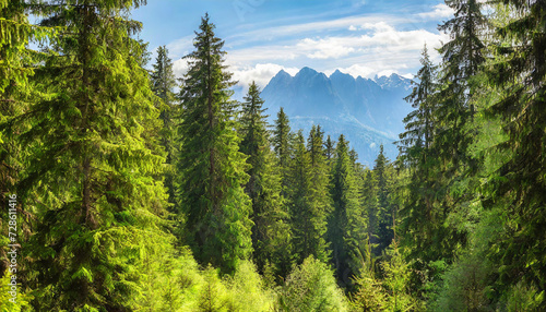 Healthy green trees in a forest of old spruce  fir and pine trees in wilderness of a national park. Sustainable industry  ecosystem and healthy environment concepts and background.. High quality