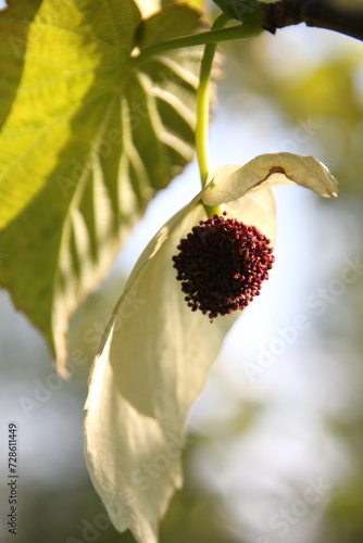 a close up of a white flower of Davidia involucrata tree or dove tree photo